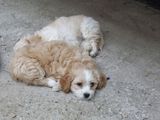 catel bichon havanese