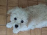 catel bichon havanese, 3 luni