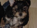 catel Yorkshire terrier mascul