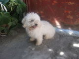 Catelus Bichon