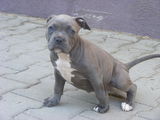 Catelusa American Bully