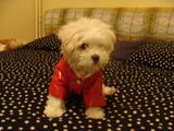 Catelusa bichon maltez