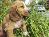 catelusa cocker spaniel