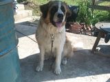 Catelusa Saint Bernard