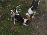 Cateluse Beagle 2,5 luni - Tricolore- (Catei,Caini,Catelusi)