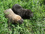 Catelusi Shar Pei