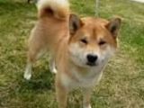 Caut shiba inu pentru imperechere