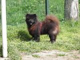 Chow Chow mascul, monta, fara costuri.