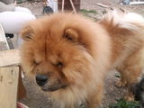 Chow Chow pentru monta!