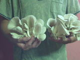 Ciuperci Pleurotus