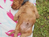 Cocker spaniel mascul in varsta de 9 saptamani