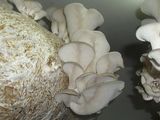 compost ciuperci pleurotus