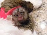 copii sănătoși de marmoset maimuță pentru adopția gratuită (christinalamas8@gmail.com)