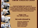 Curs de coafura canina Timisoara