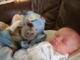 De vânzare pui de maimuțe capucine și accesorii pentru maimuțe