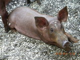 de vanzare scrofite duroc