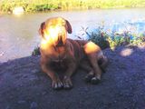 Dog  de Bordeaux