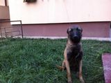 Donez Pui Malinois cu pedigree