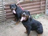 doua femele rottweiler de vanzare