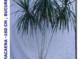 Dracena Planta Decorativa