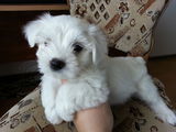 fetita Bichon Maltese