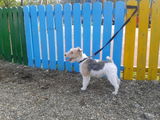 FOX TERRIER WIRE