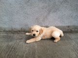 golden retriver