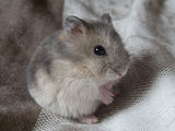 Hamsteri pitici rusesti - P. Campbelli