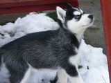 Husky Siberian