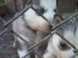 husky siberian alb cu negru .okii albastrii