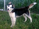 Husky siberian  - monta