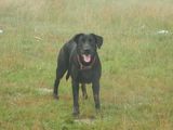 Labrador Retriever Negru