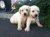 labrador retriver