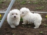 metis bichon +caniche 300 ron