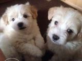 metis bichon +caniche albi 280 ron