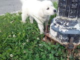 metis golden retriver