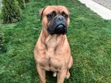 monta bullmastiff