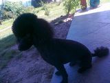 Monta caniche(poodle) pitic