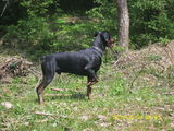 monta doberman