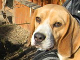 Ofer mascul Beagle tricolor pentru monta