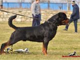 Ofer mascul rottweiler pentru monta!