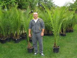 palmieri phoenix canariensis