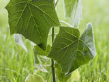 Paulownia Hibrid