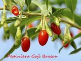 Pepiniera Goji Brasov - plante de calitate