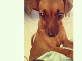 Pinscher pitic