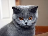 pisici British Shorthair Blue