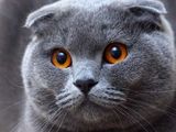 pisici Scottish Fold Shorthair Blue