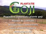 Plante goji de calitate livrate cu certificat de calitate si factura