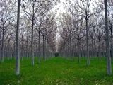 Plante Paulownia Oradea