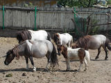 Ponei  3 femele mini shetland